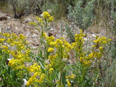 Cercyonis oetus
