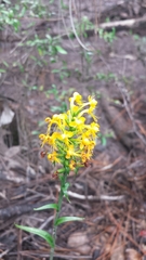 Platanthera cristata