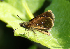 Piruna microsticta