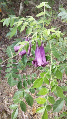 Maroon jacaranda (Jacaranda jasminoides)