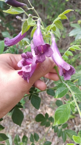 Jacaranda jasminoides, photograph 2