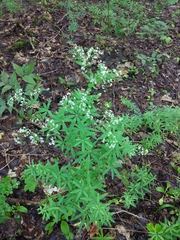 Galium intermedium