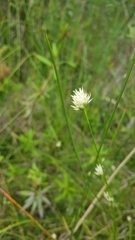 Rhynchospora alba