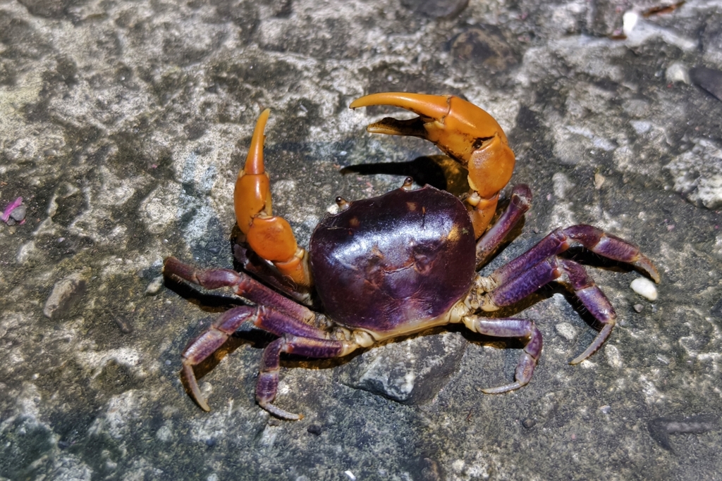 Grapsodes notatus