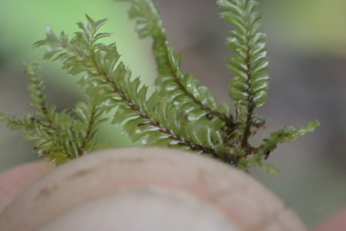 Plagiochila remyana, 2024-11-29