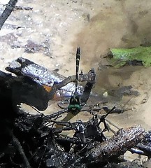 Cordulegaster erronea