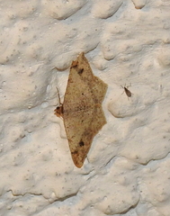 Geometridae