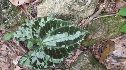 Image of Dioscorea dodecaneura by (c) Victor Hugo B. Galvão, some rights reserved (CC BY)