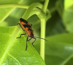 Oncopeltus spectabilis