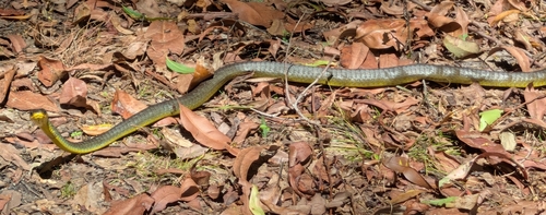 Common Tree Snake sighting