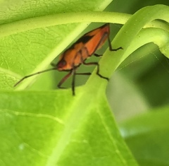 Oncopeltus spectabilis