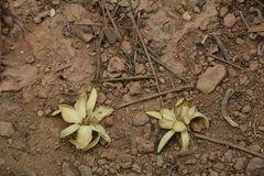 Pterospermum reticulatum