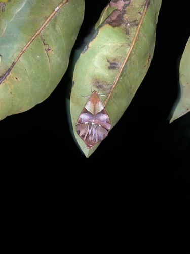 Fasciolated Graphic photo 4