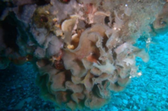 Flustridae