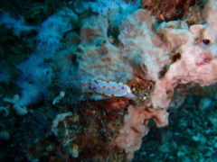 Parasmittina delicatula