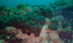 Virididentula dentata