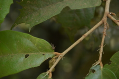 Pterospermum reticulatum