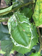 Phytomyza ilicis group