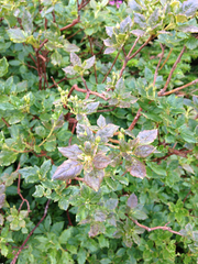 Rhododendron pilosum