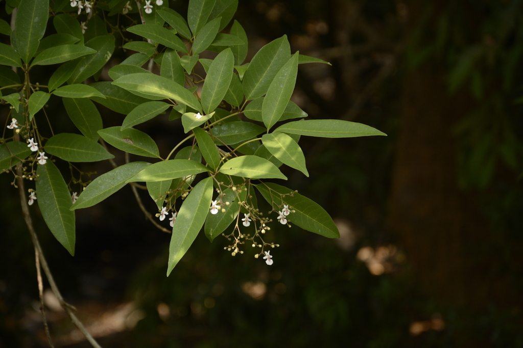 Vitex leucoxylon