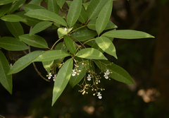 Vitex leucoxylon