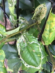 Phytomyza ilicis group