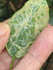 Phytomyza ilicis group