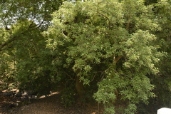 Vitex leucoxylon