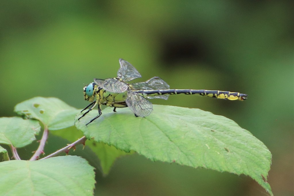 River Clubtail, photo 1 of 10