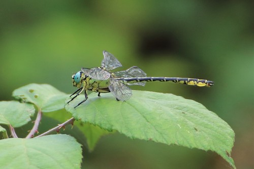 Geltonkojis žirgelis nuotrauka
