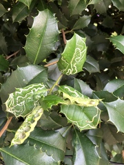 Phytomyza ilicis group