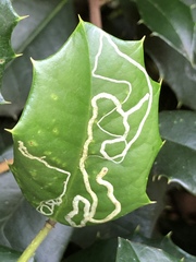 Phytomyza ilicis group