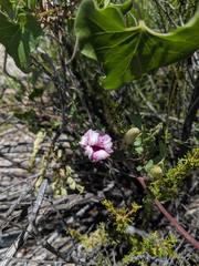 Ipomoea rupicola