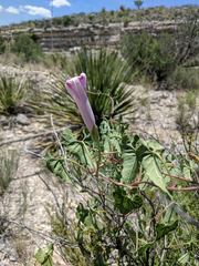 Ipomoea rupicola