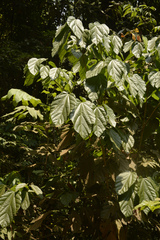 Pterygota alata
