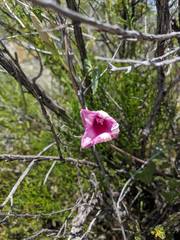 Ipomoea rupicola