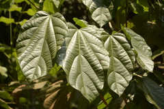 Pterygota alata