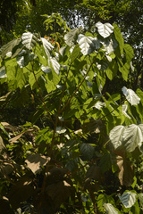 Pterygota alata
