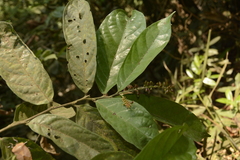 Antidesma montanum