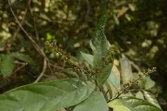 Antidesma montanum