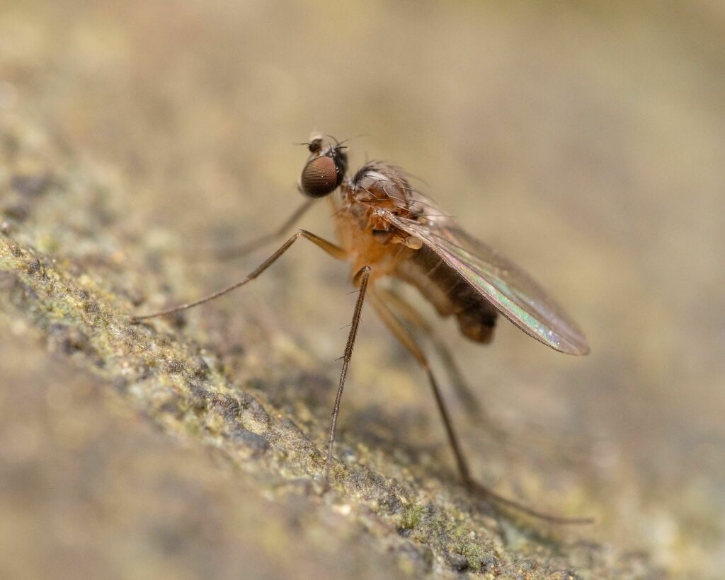 Nepalomyia nigricornis