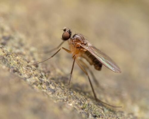 Nepalomyia nigricornis