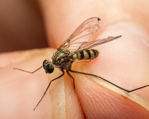 Liancalus genualis photo 3