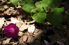 Ipomoea orizabensis