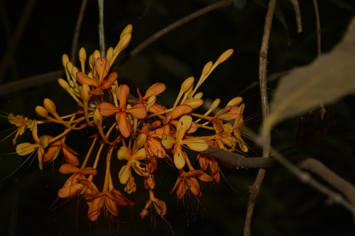 Saraca asoca