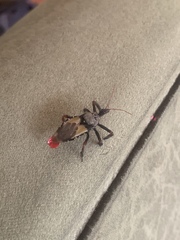 Apiomerus vexillarius