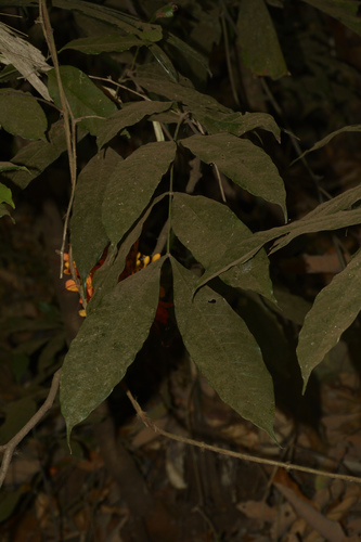 Saraca asoca