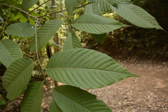 Polyalthia fragrans