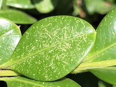 Eurytetranychus buxi