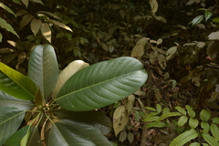Ficus callosa